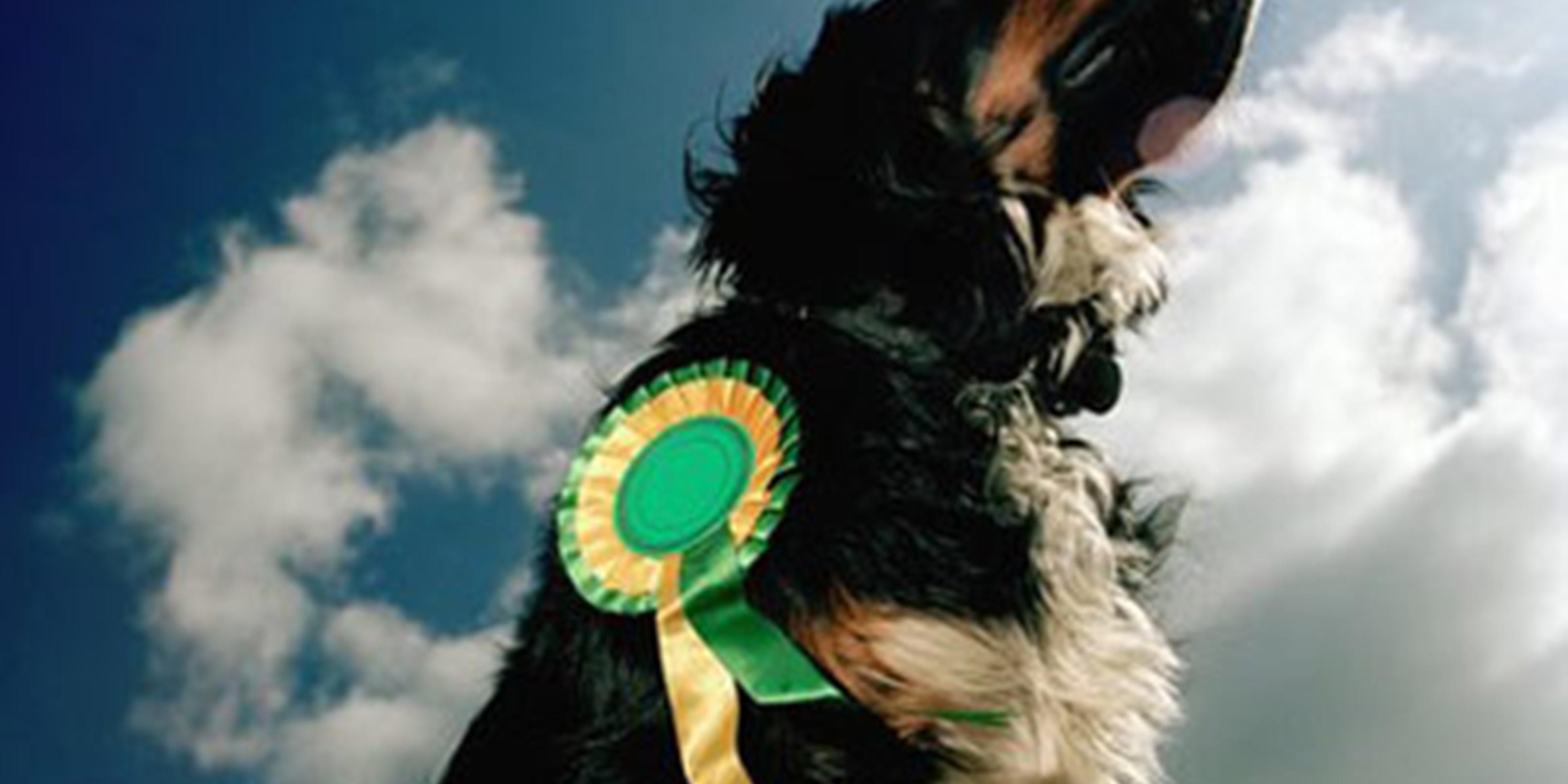 Holiday Inn Express Suites Albany Hotel In Albany By Ihg