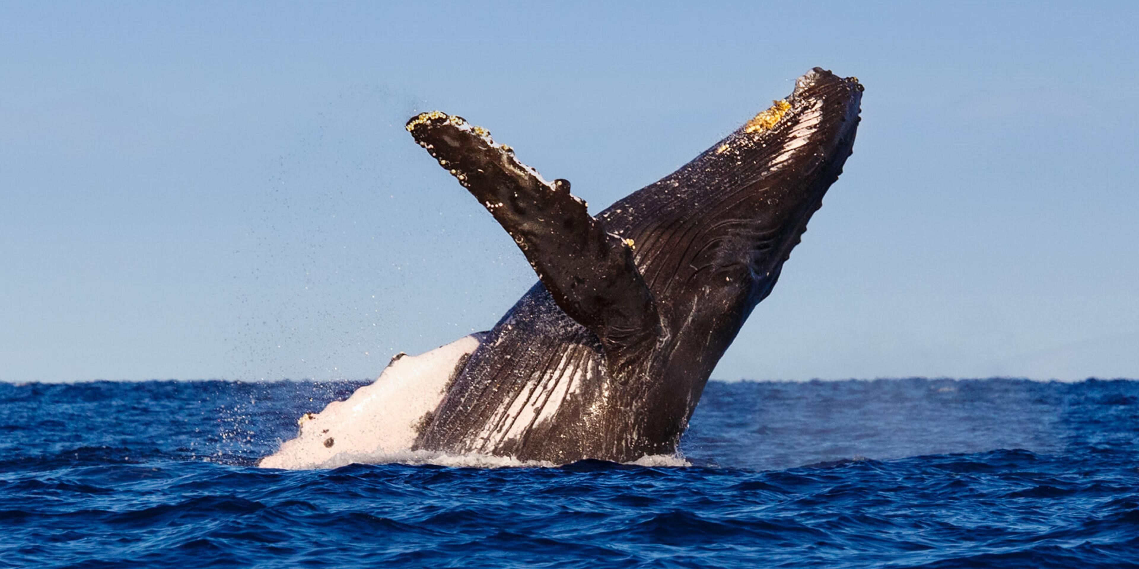 Carlsbad Beach Hotels Holiday Inn Express Suites