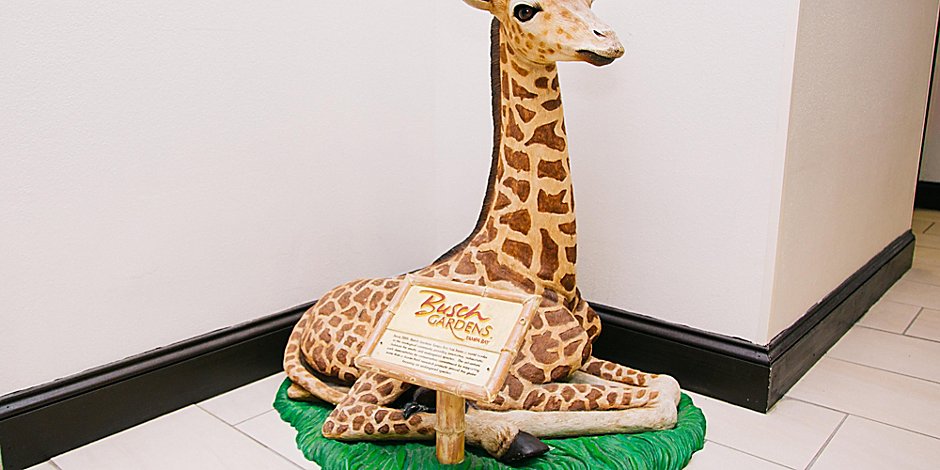 Hotels Near Busch Gardens Holiday Inn Express Suites Tampa