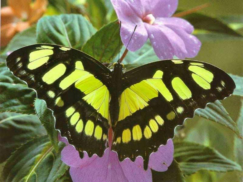 Visit the Butterfly House or take a nature hike!