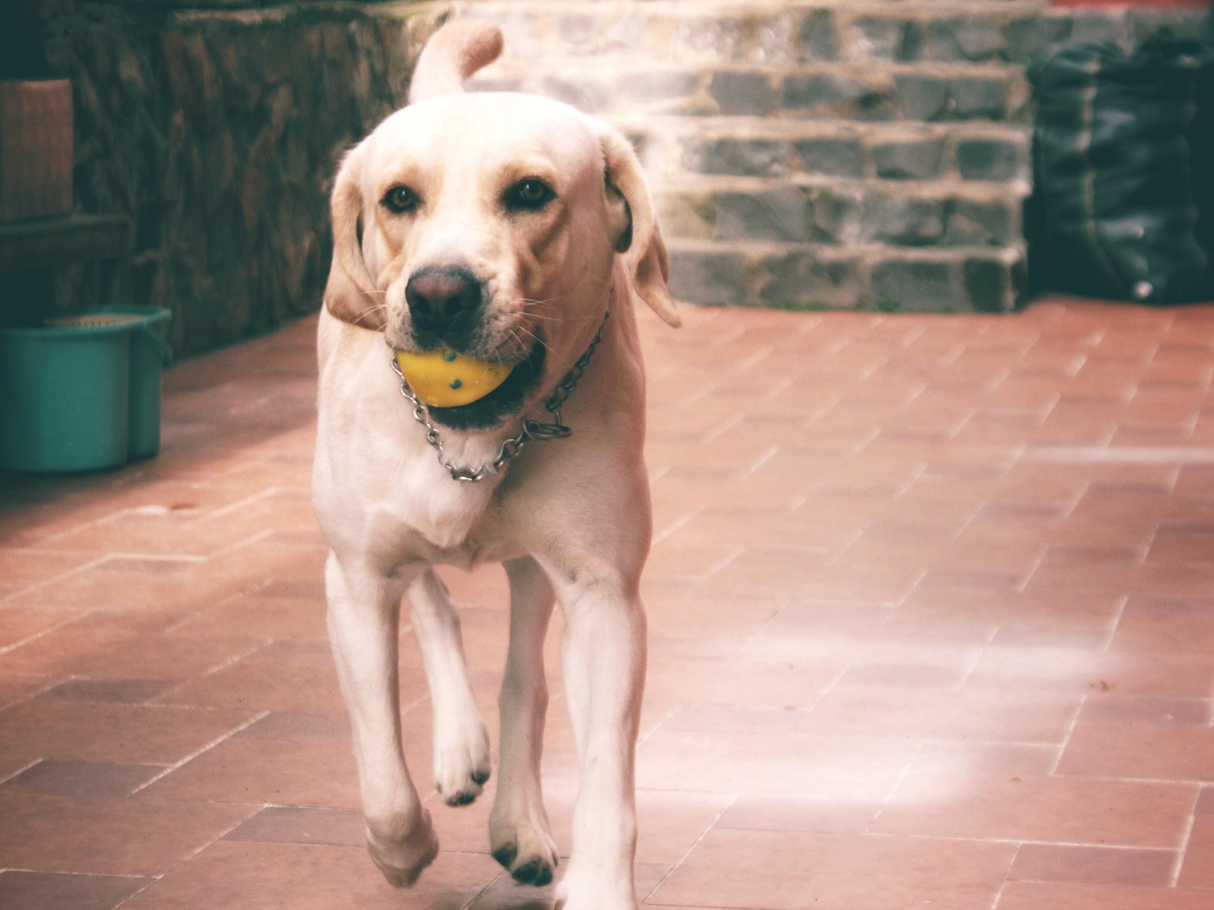 El Paso Tx Hotel Hotel Indigo El Paso Downtown Hotel