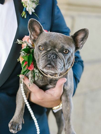 man in a suit holding a cute gray puppy with a pearl leash